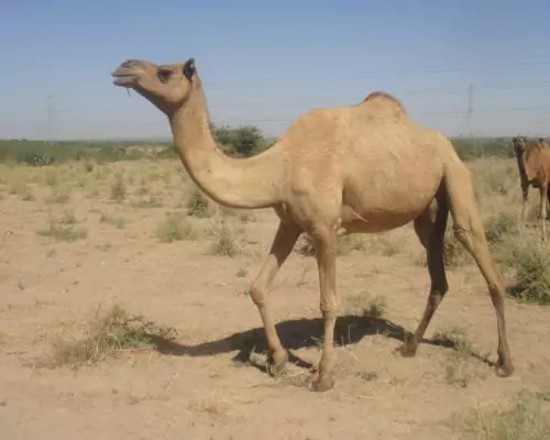‘खाराई’ ऊंट (Kharai Camels )